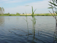 centro ricreativo tendopoli campeggio tutto l'anno case di campagna camere alloggio alloggio in Polonia Mar Baltico Leba